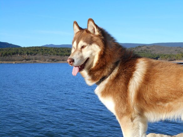 husky